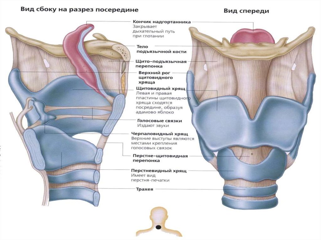 Гортань вид спереди рисунок с подписями