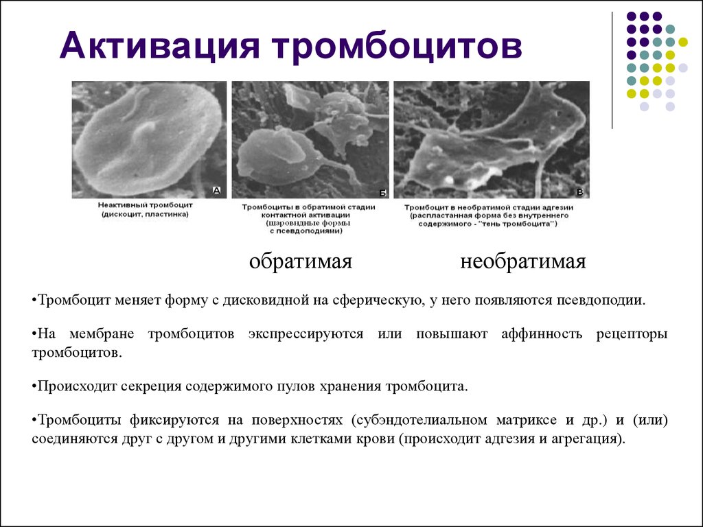 Коллаген агрегация. Первая фаза активации тромбоцитов. Адгезия и агрегация тромбоцитов. Этапы активации тромбоцитов. Третья фаза активации тромбоцитов заключается в:.