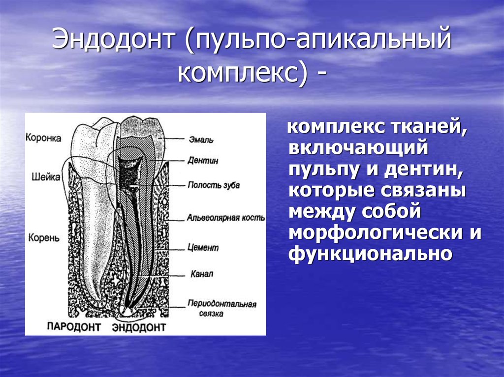 Эндодонтическое лечение презентация