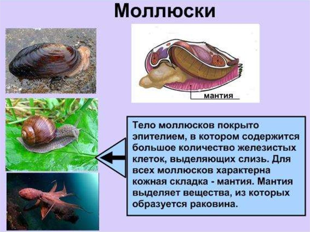Вторичная полость тела моллюска. Тело моллюсков. Мантия моллюска. Моллюски покровы тела. Мантия и мантийная полость у моллюсков.