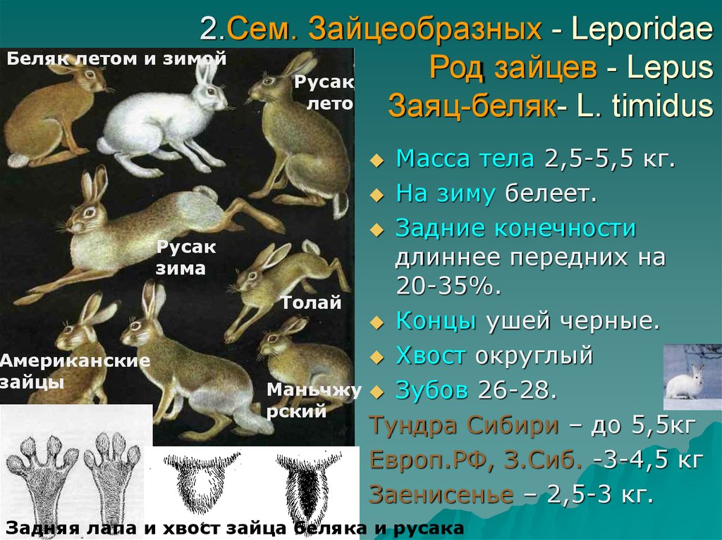 Биология зайцев - презентация онлайн