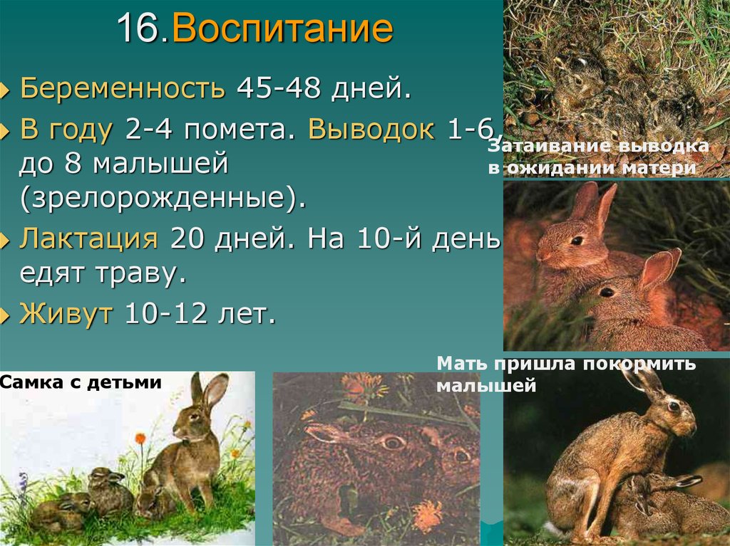 Общая характеристика зайцеобразных. Отряд зайцеобразные внутреннее строение. Зайцеобразные презентация. Характеристика отряда зайцеобразные.