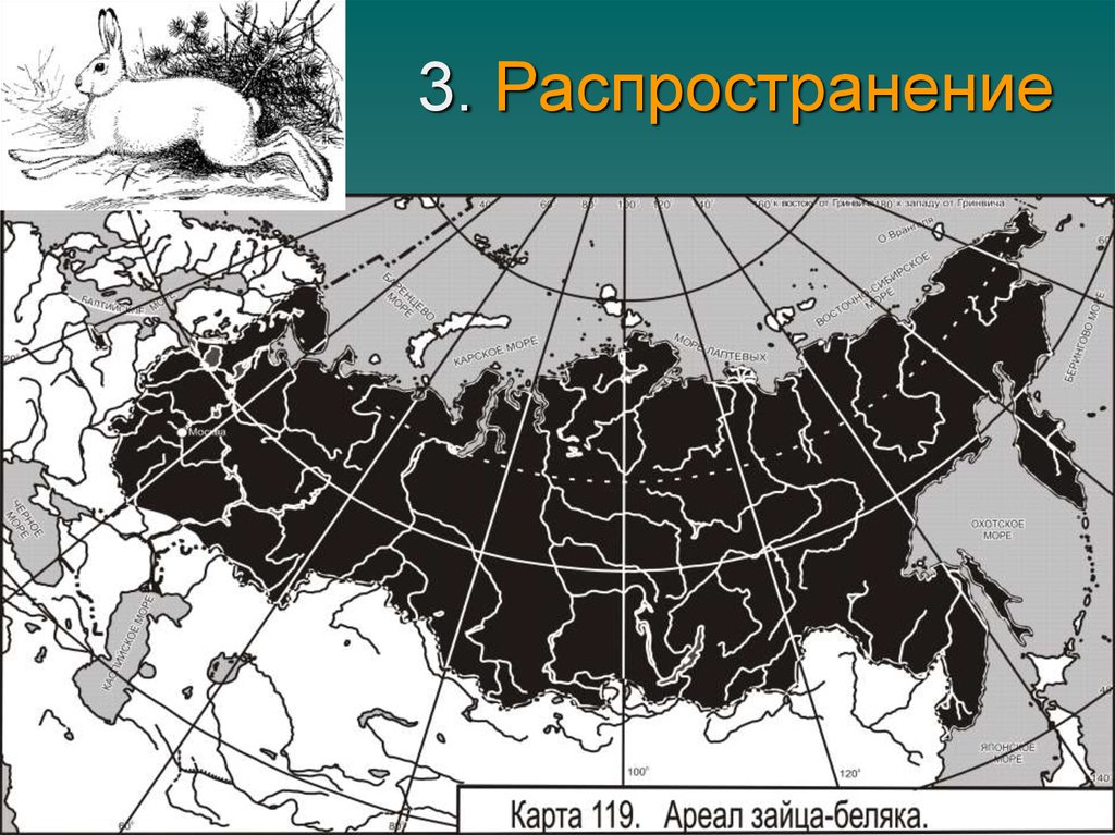 Карта ареалов животных. Ареал обитания зайца беляка. Ареал распространения заяц Беляк. Ареал обитания зайца русака.