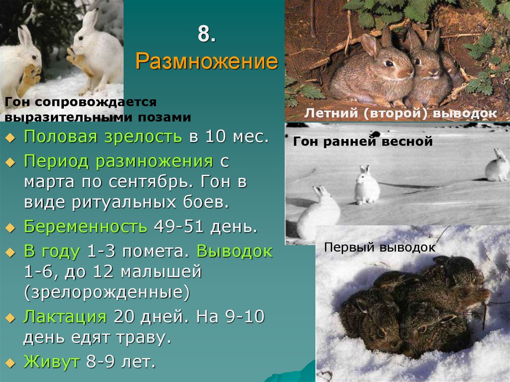 Период размножения. Выводок значение. Зайка половое созревание. Размножение и половые созревания лосей.