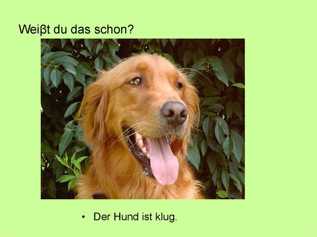 Das ist der hund