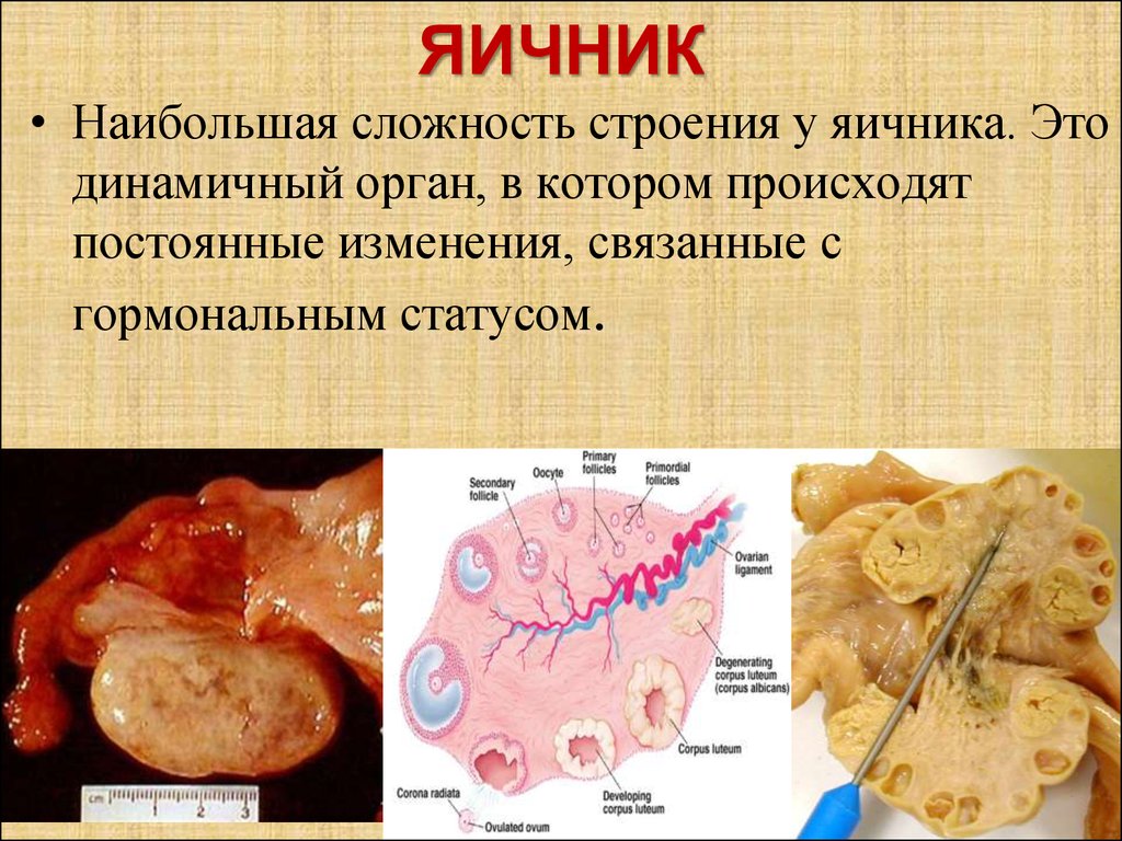 Работа яичников