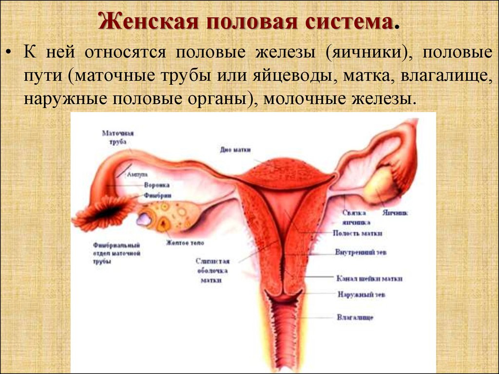 Женские половые органы таблица