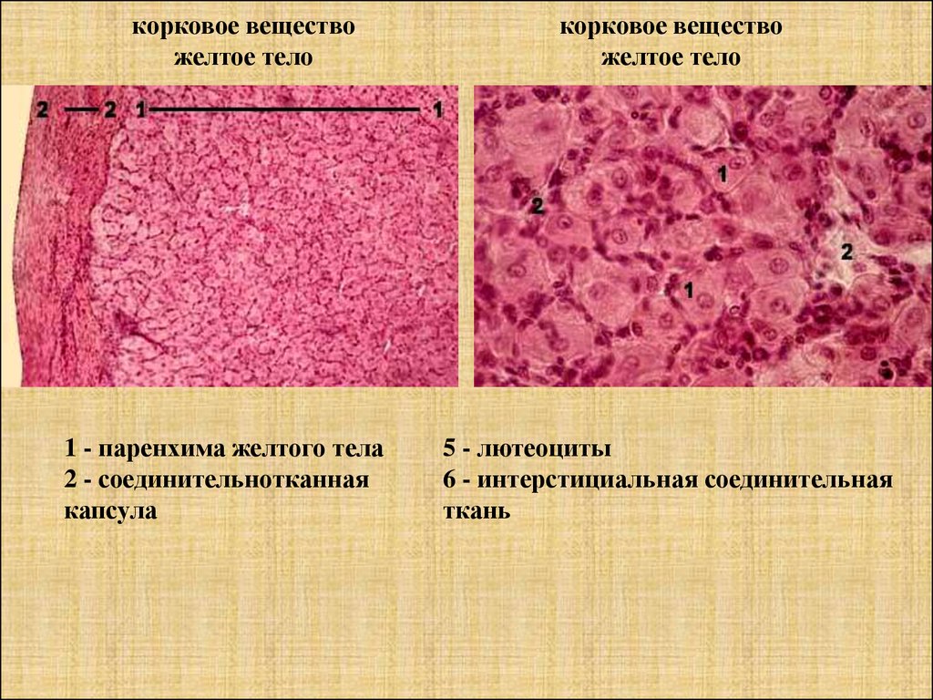 Анатомия и физиология женских половых органов презентация