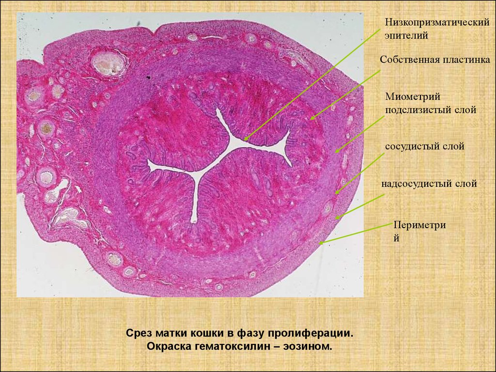 Эндометрия цервикального канала