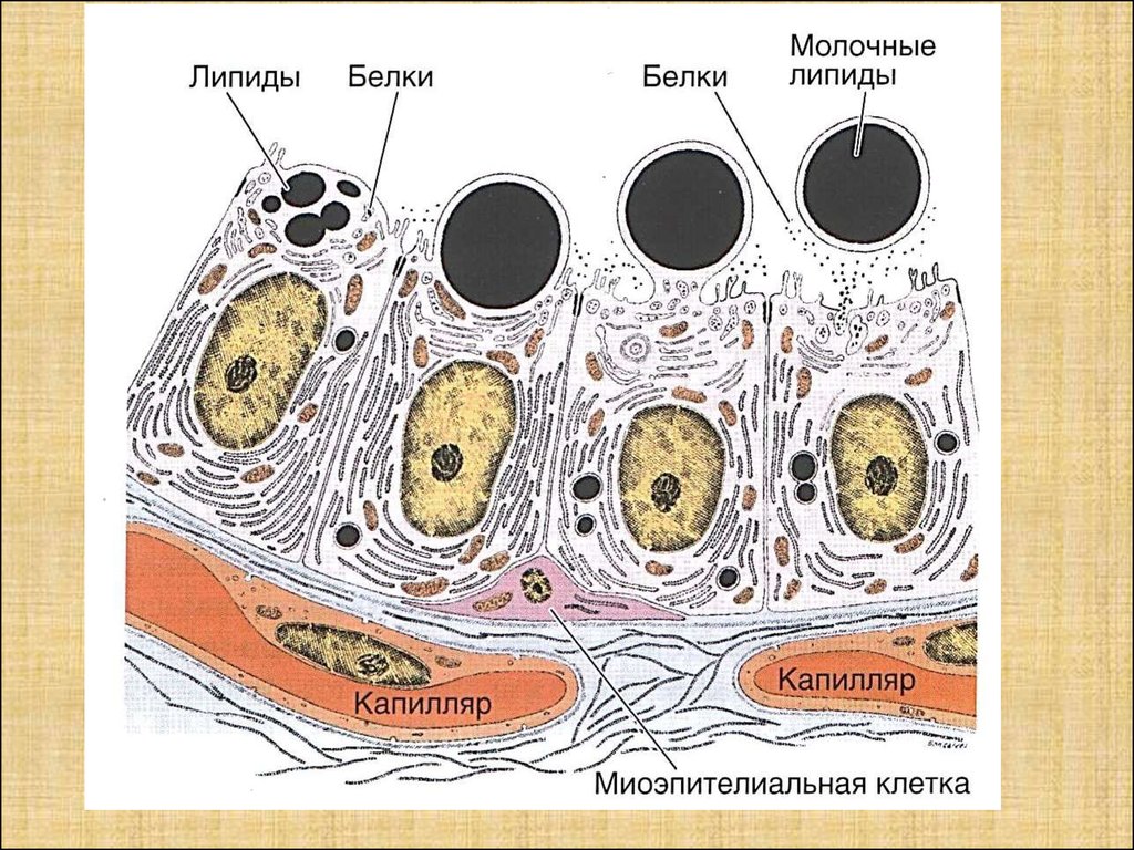 Клетки молочной железы. Миоэпителиальные клетки гистология. Миоэпителиальная клетка железа. Миоэпителиальные клетки молочной железы. Миоэпителиальные клетки расположены.