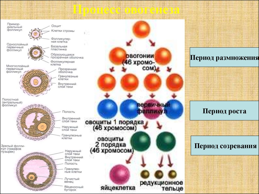 Где происходит созревание яйцеклеток. Строение яйцеклетки человека. Яйцеклетка женщины. Строение зрелой яйцеклетки. Схема строения яйцеклетки.