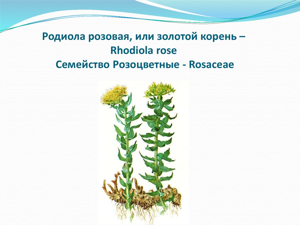 Собрать корень. Родиола розовая презентация. Семейство родиолы розовой. Семейство розовые корень. Родиола розовая заболевание.