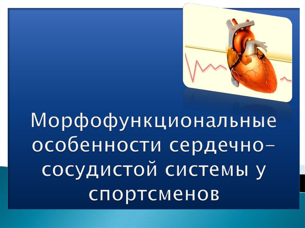 Особенности сердечно сосудистой системы подростков