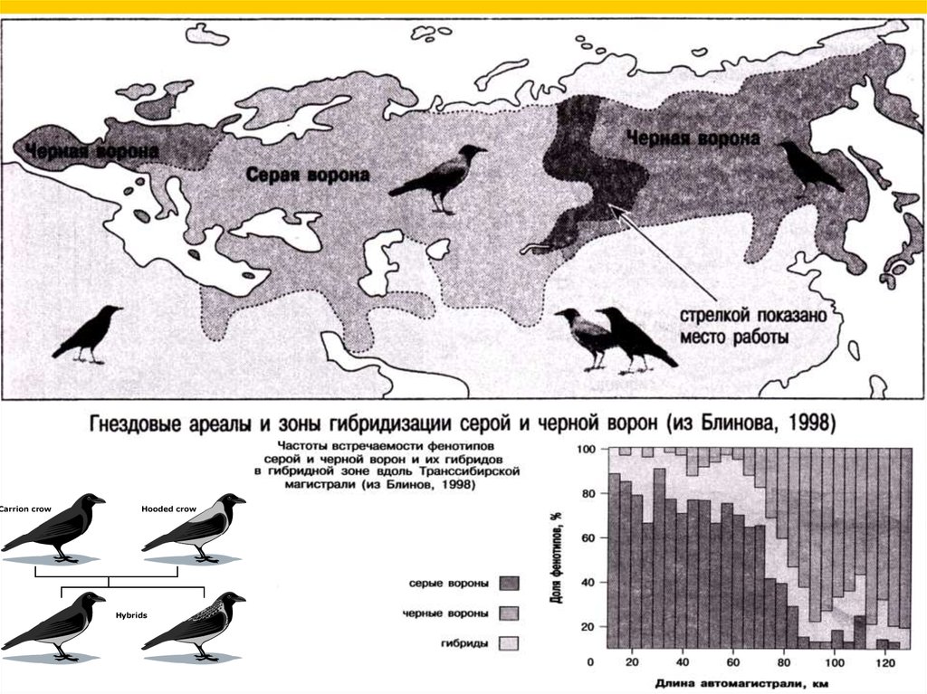 Как можно объяснить обширность обитания ворона обыкновенного. Ареал обитания черной вороны. Ареал обитания серой вороны. Ареал обитания черных Воронов. Серая ворона ареал.