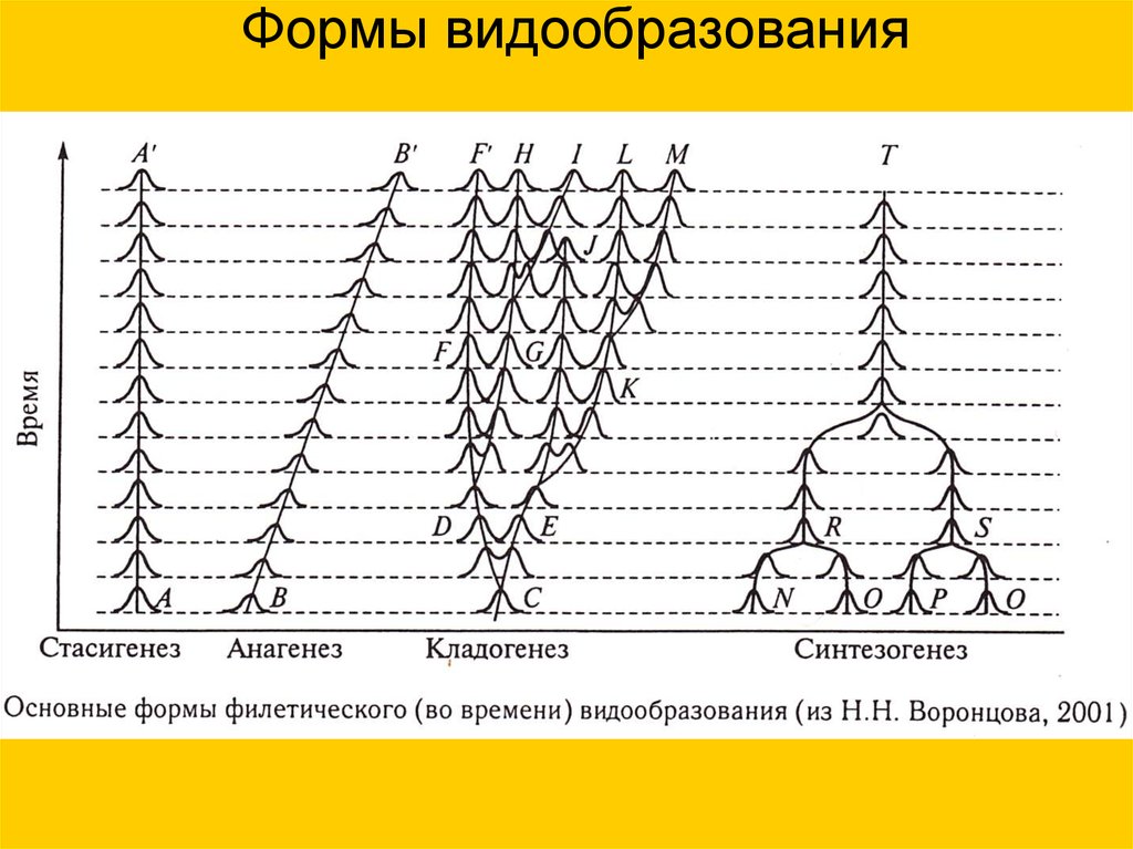 Форма видо. Формы видообразования. Формы видообразования примеры. Стасигенез. Кладогенез примеры.