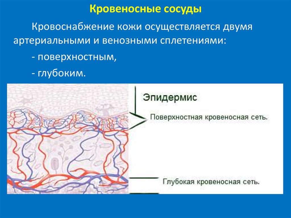 Кровеносные сосуды в каком слое кожи. Кровоснабжение кожи. Сосудистая система кожи. Функция кровеносных сосудов в коже.