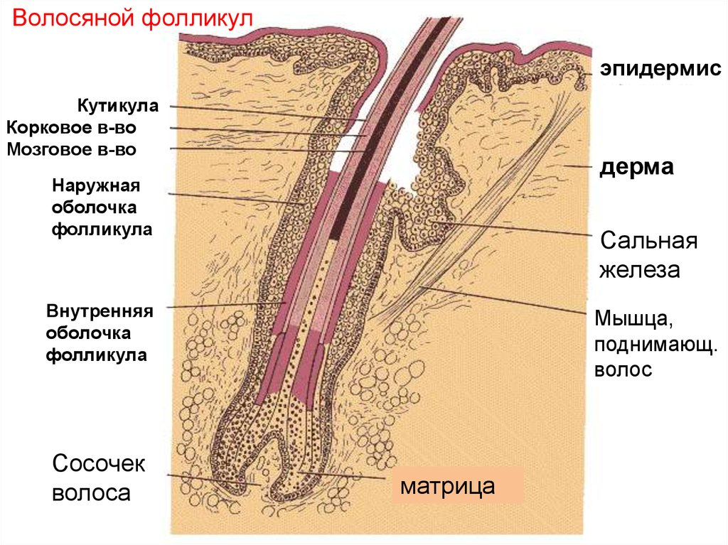 Железы волос. Волосяной фолликул гистология. Строение луковицы волоса гистология. Строение волосяного фолликула гистология. Строение эпидермиса волосяной фолликул.