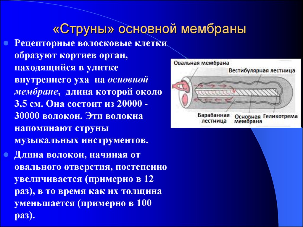 Основная мембрана. Основная мембрана в ухе. Волокон основной мембраны. Строение основной мембраны в ухе.