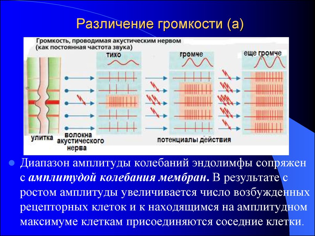 Колебания мембраны. Амплитуда колебаний диафрагмы. Частота колебаний мембраны. Амплитуда увеличилась громкость.