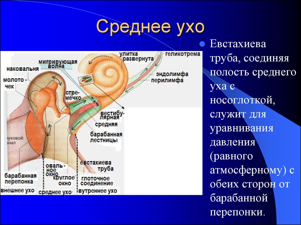 Внутреннее ухо давление. Евстахиева слуховая труба соединяет полость среднего уха с. Слуховая (евстахиева) труба соединяет барабанную полость с. Строение уха евстахиева труба. Евстахиева труба соединяет полость среднего уха с носоглоткой.