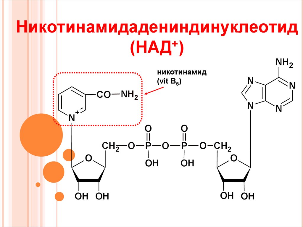 Восстановление над. Никотинамидадениндинуклеотид (над+ ). Структурная формула никотинамида. Структурная формула никотинамидадениндинуклеотид. Строение кофактора НАДФ+.