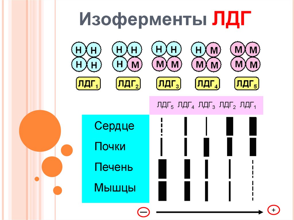 Активность лдг. ЛДГ изоферменты биохимия. Изоформы лактатдегидрогеназы таблица. Изоферменты лактатдегидрогеназы (ЛДГ). Строение изоферментов биохимия.