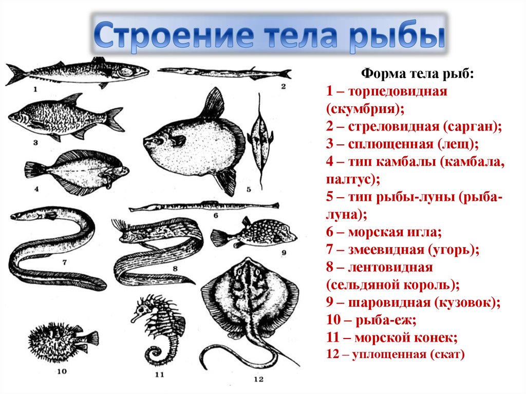Рыбы 10 класс. Форма тела рыб. Торпедовидная форма рыбы. Разнообразие форм тела рыб. Организм рыбы.