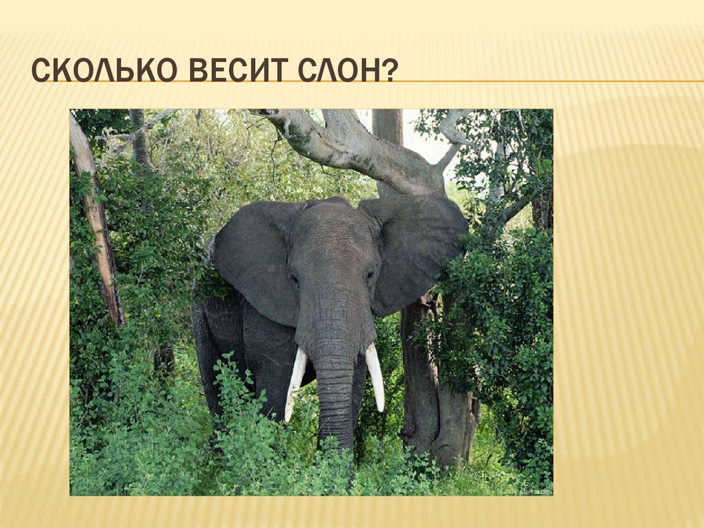 Вес слоненка. Африканский слон в джунглях. Кипрский карликовый слон. Слон весит. Размер слона и медведя.