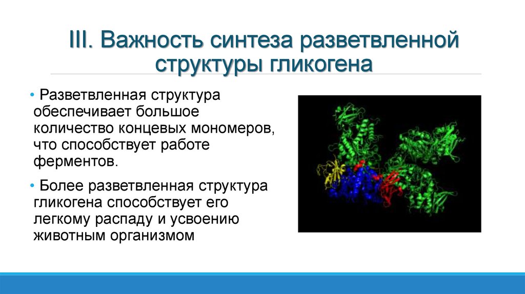III. Важность синтеза разветвленной структуры гликогена