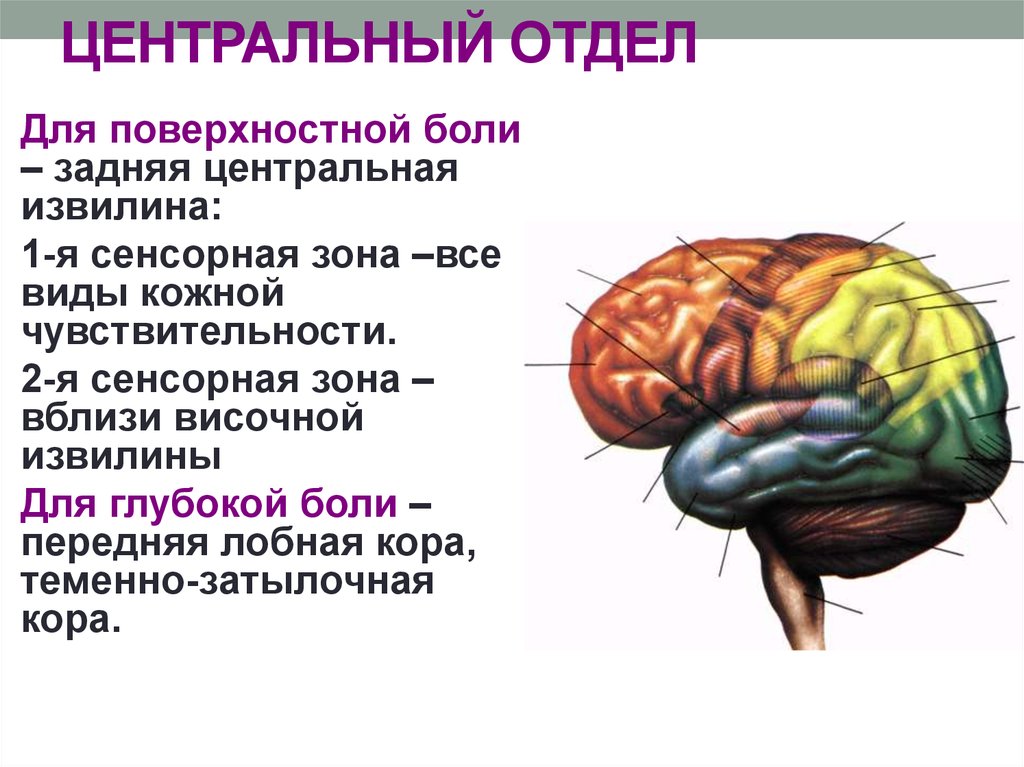 Значение извилин головного мозга. Задняя Центральная извилина. Задняя центральеаяизвиоина. Центральный отдел. Задняя Центральная извилина коры.