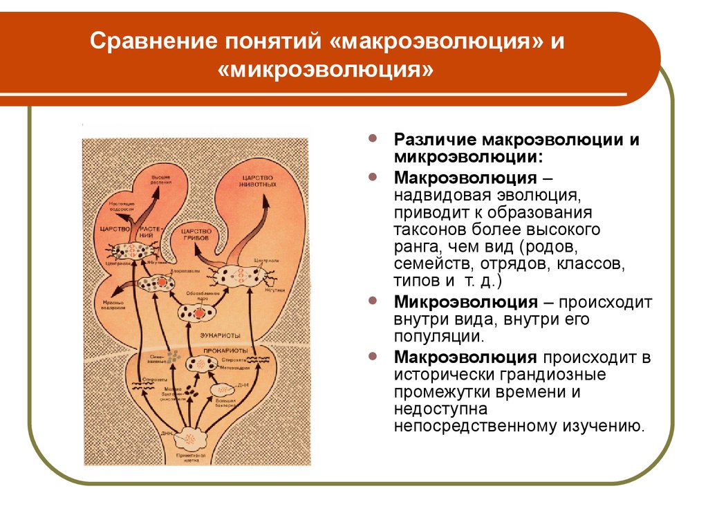 Макро и микроэволюция презентация