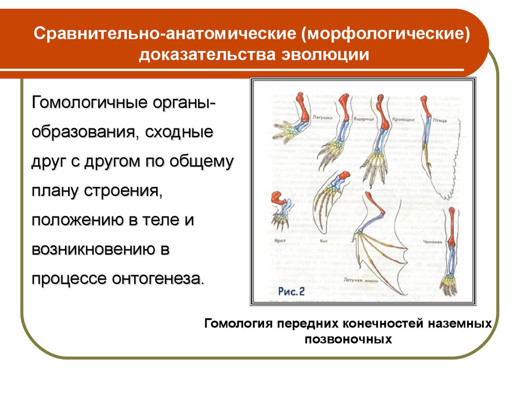 Гомологичные органы ископаемые переходные формы атавизмы единство плана строения тела позвоночных