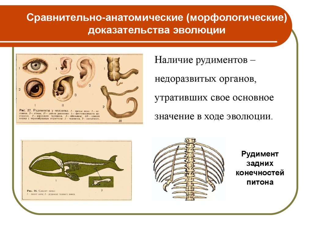 Обобщающий урок по теме эволюция 11 класс презентация