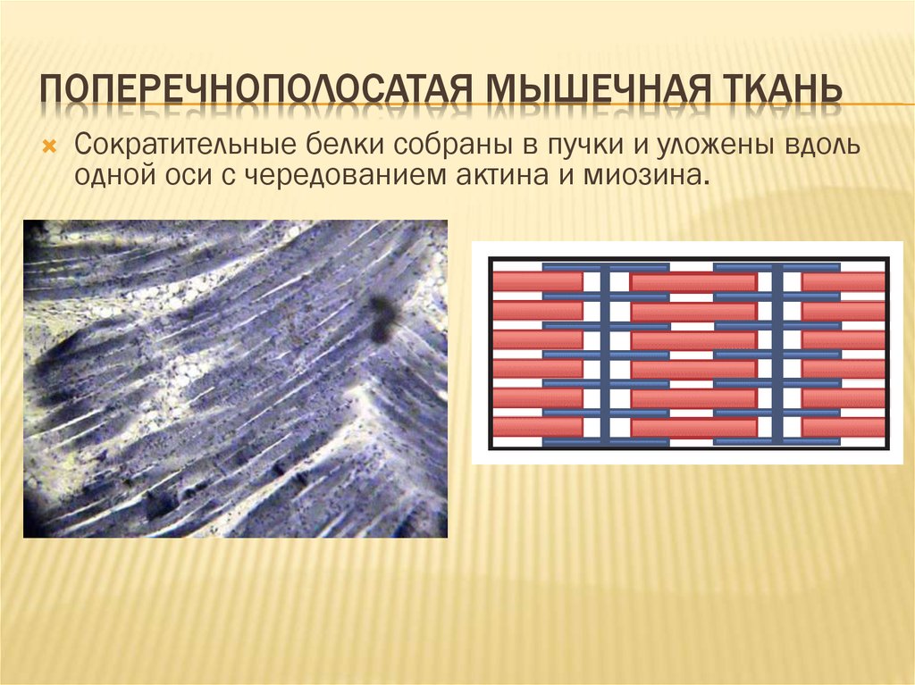 Поперечнополосатая скелетная мышечная ткань схема