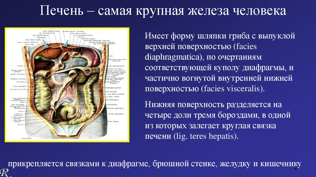 Самая крупная железа в человеческом организме