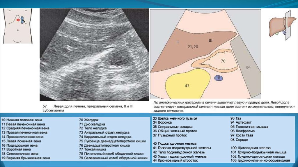 Размер левой доли печени норма. Сегменты печени на УЗИ.