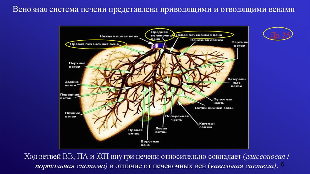 Система печени. Венозная система печени. Средняя печеночная Вена. Венозная система в печенипечени.