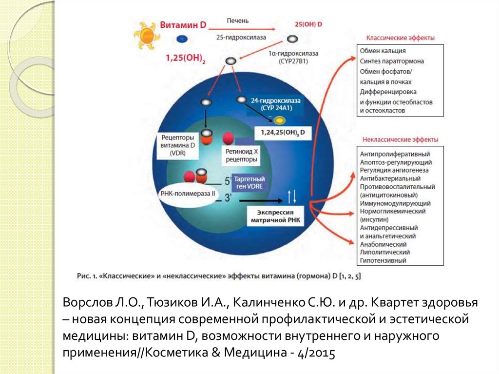 Действие д. Эффекты витамина д в организме. «Неклассические» эффекты витамина д в организме:. Витамин д3 действие на организм. Витамин д метаболизм в организме человека.