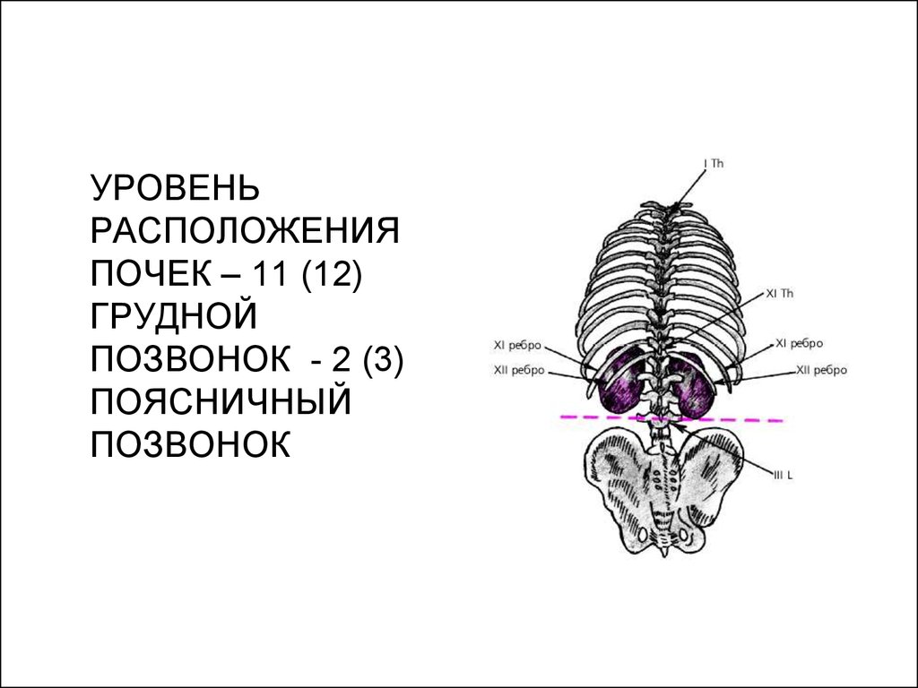 Уровень расположения. Почки расположены на уровне позвонков. Почки находятся на уровне каких позвонков. Уровень расположения почек. Почки располагаются на уровне.