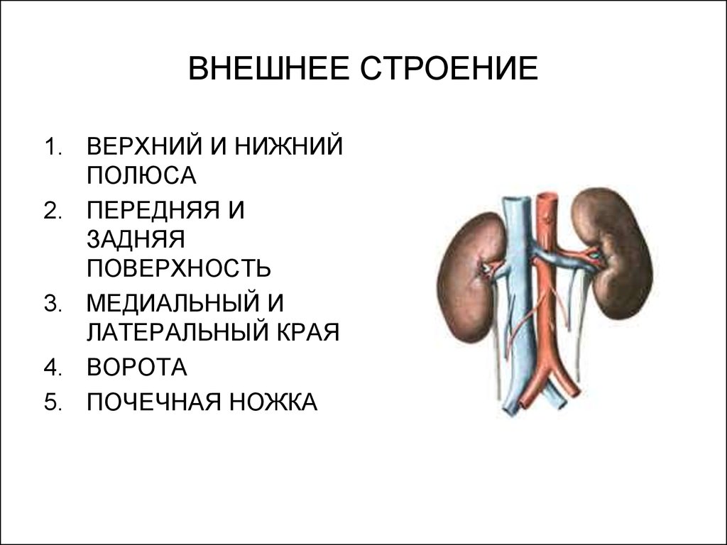 Латеральный край почки