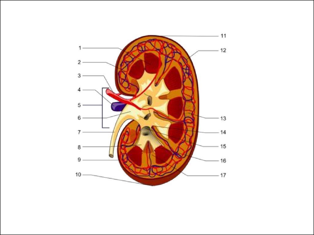 Рисунок почки. Строение почки фронтальный срез. Внутреннее строение почки рисунок. Зарисовать строение почки. Строение почки животных.