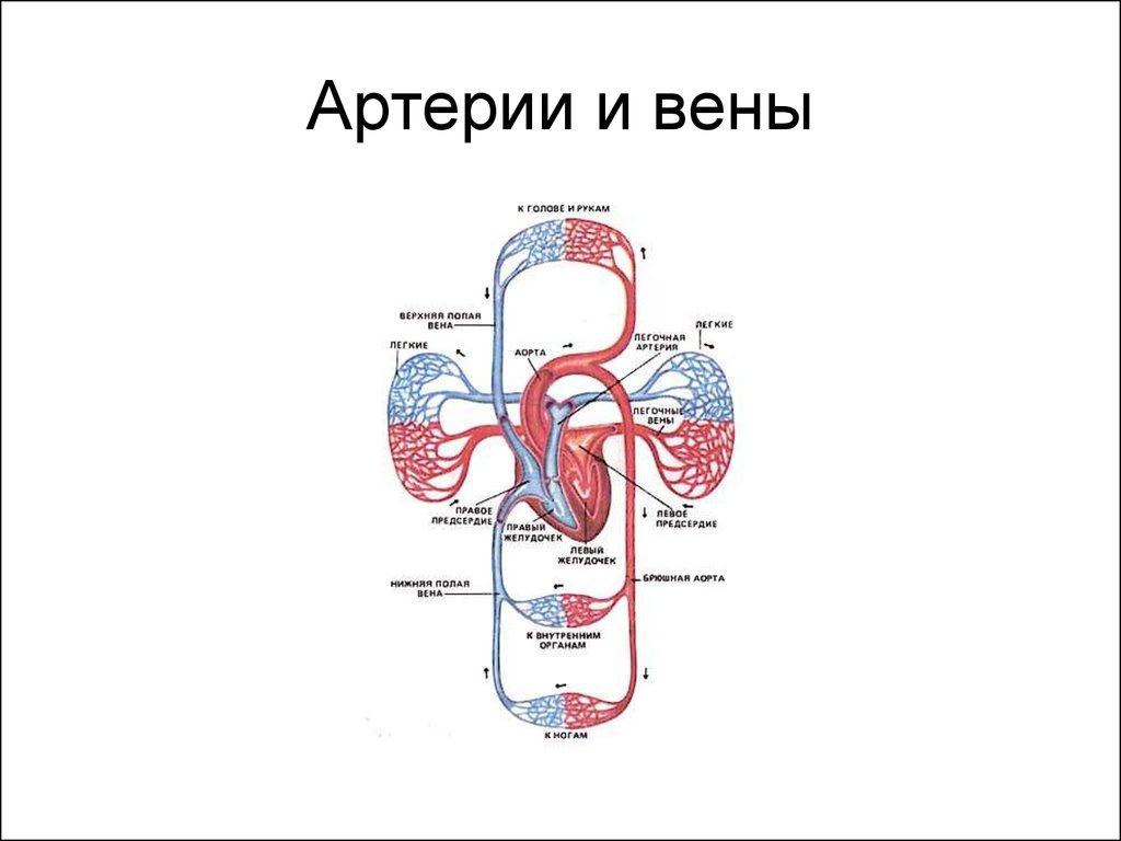 Круги кровообращения гемодинамика. Сосуды большого круга кровообращения схема. Схема большого круга кровообращения у человека анатомия. Большой круг кровообращения анатомия схема. Схема венозной системы большого круга кровообращения.