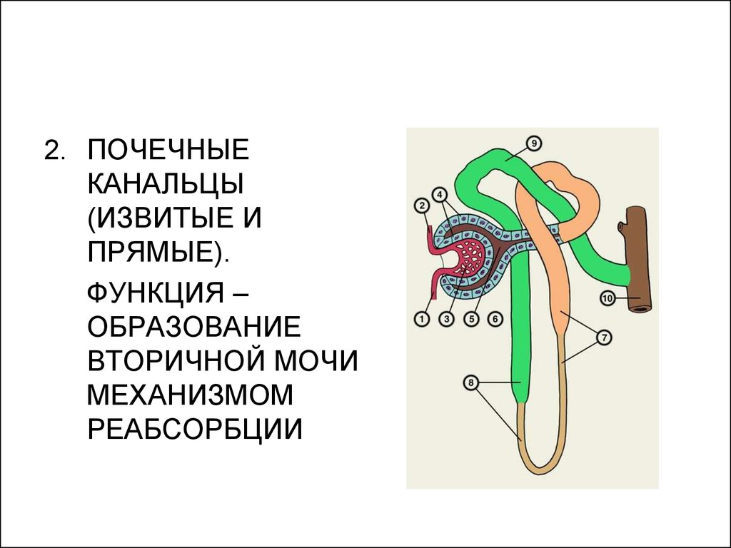 Почечные канальцы. Извитые канальцы почек функции. Функция извитых канальцев. Извитые почечные канальцы функции. Функция извитых почечных канальцев.