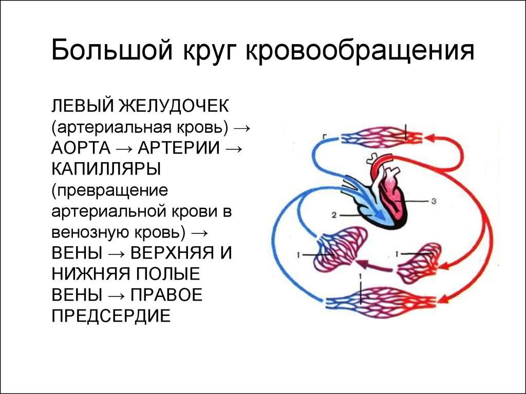 Сосудистая гемодинамика. Схема последовательность малого круга кровообращения. Логическая схема сосуды малого круга кровообращения. Круги кровообращения сосуды большого круга. Схема большого круга кровообращения у человека.
