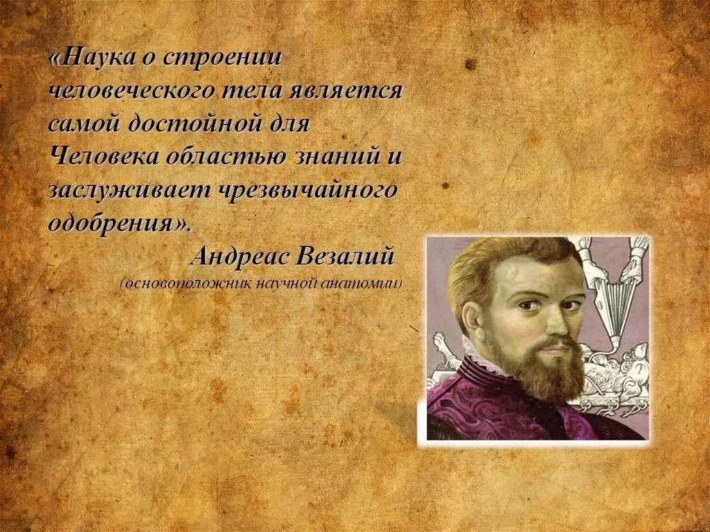 Наука о человечестве. Высказывания об анатомии. Цитаты про анатомию. Фразы об анатомии человека. Афоризмы про анатомию человека.