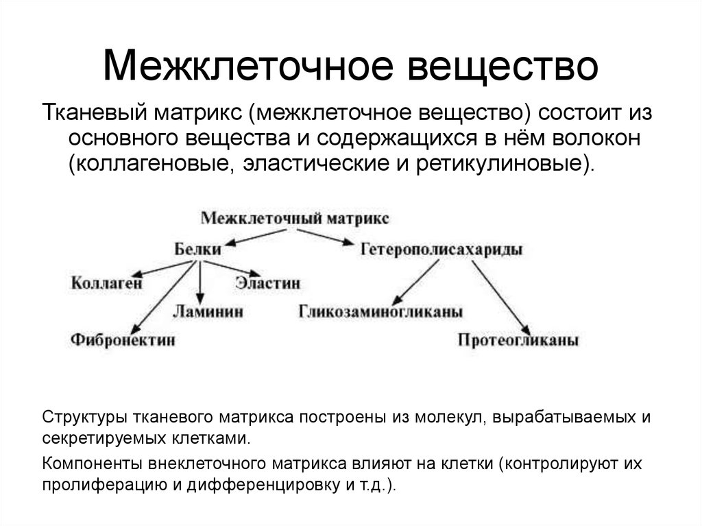 Межклеточное вещество. Матрикс межклеточное вещество. Межклеточное вещество строение и функции. Межклеточное вещество его свойства и функции. Общий план строения межклеточного вещества.