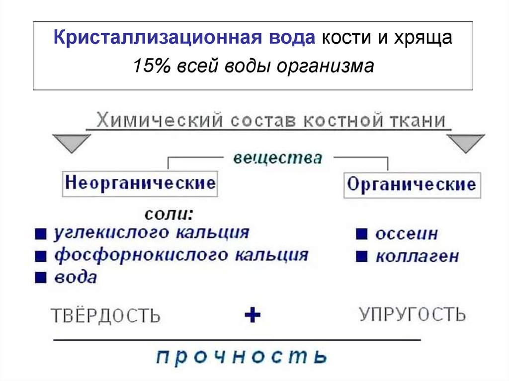 Основными неорганическими соединениями костей. Органические и неорганические вещества кости. Химический состав костей. Неорганические вещества костной ткани. Химический состав костей человека.