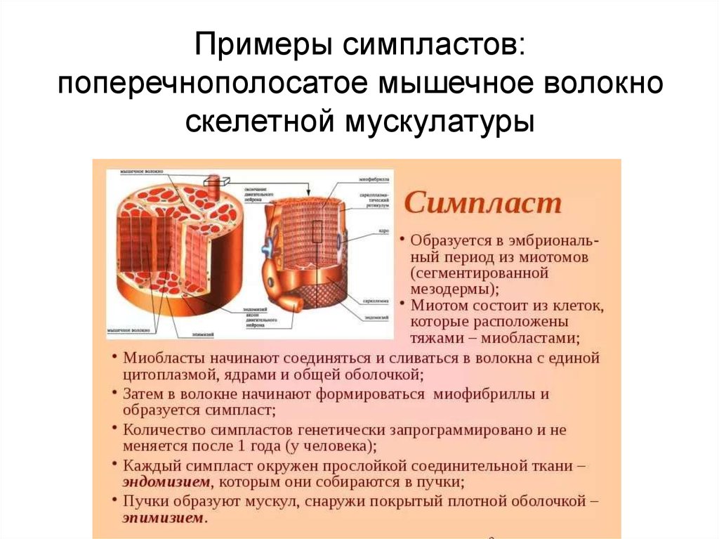 Какая особенность строения клеток скелетной поперечнополосатой