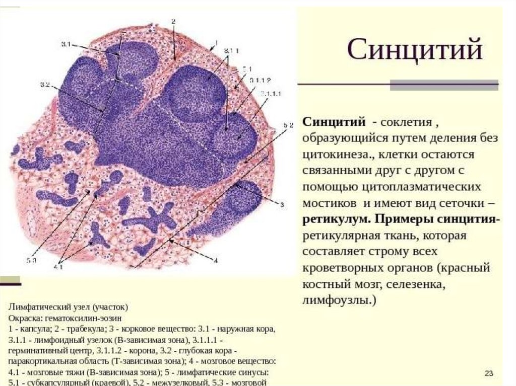 Ткань ядра клетки. Симпласты и синцитии. Синцитий препарат гистология. Строение симпласта гистология. Ретикулярный синцитий.