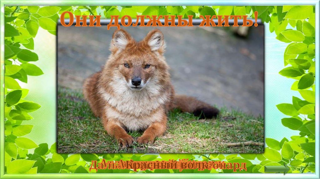 Они должны жить!